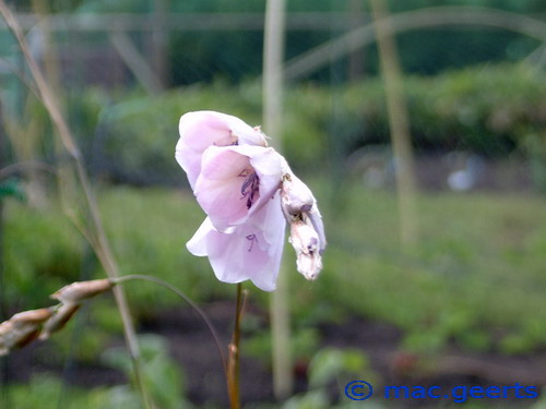 Dierama latifolium